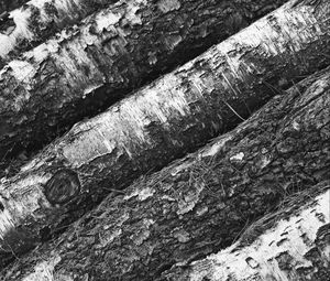 Preview wallpaper tree, bark, bw