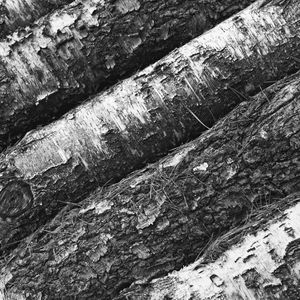 Preview wallpaper tree, bark, bw
