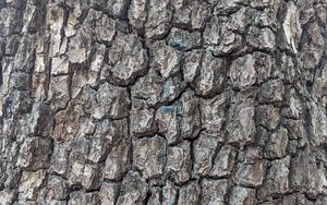 Preview wallpaper tree, bark, cranny, texture