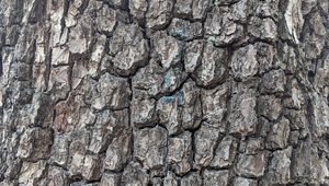 Preview wallpaper tree, bark, cranny, texture