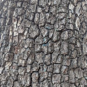Preview wallpaper tree, bark, cranny, texture