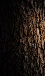 Preview wallpaper tree, bark, dark, texture