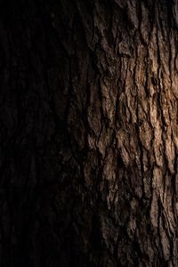 Preview wallpaper tree, bark, dark, texture