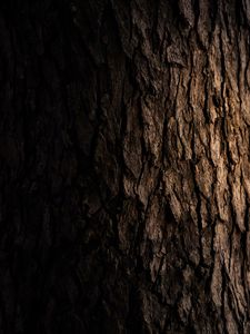 Preview wallpaper tree, bark, dark, texture