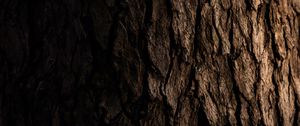 Preview wallpaper tree, bark, dark, texture