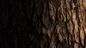 Preview wallpaper tree, bark, dark, texture