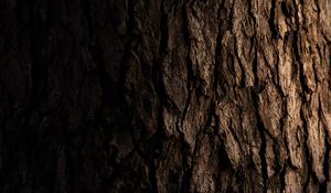 Preview wallpaper tree, bark, dark, texture