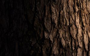 Preview wallpaper tree, bark, dark, texture