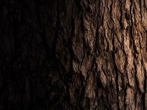 Preview wallpaper tree, bark, dark, texture