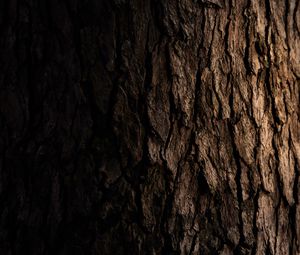 Preview wallpaper tree, bark, dark, texture