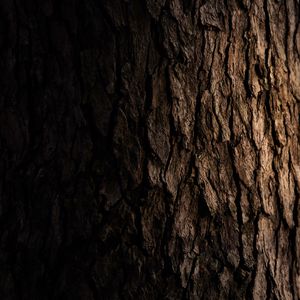 Preview wallpaper tree, bark, dark, texture