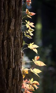 Preview wallpaper tree, bark, leaves, macro