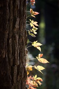 Preview wallpaper tree, bark, leaves, macro