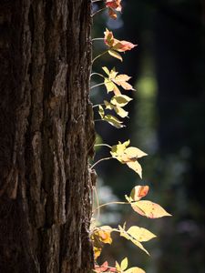 Preview wallpaper tree, bark, leaves, macro