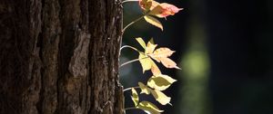 Preview wallpaper tree, bark, leaves, macro