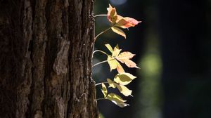Preview wallpaper tree, bark, leaves, macro