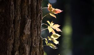Preview wallpaper tree, bark, leaves, macro