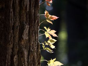 Preview wallpaper tree, bark, leaves, macro