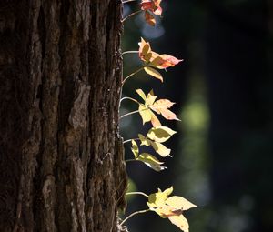 Preview wallpaper tree, bark, leaves, macro