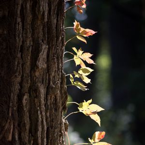 Preview wallpaper tree, bark, leaves, macro
