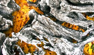 Preview wallpaper tree, bark, leaves, autumn
