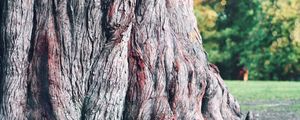 Preview wallpaper tree, bark, macro, mighty, century, trunk