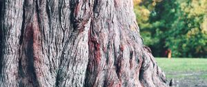 Preview wallpaper tree, bark, macro, mighty, century, trunk