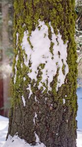 Preview wallpaper tree, bark, moss, snow