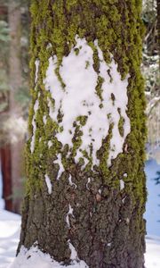 Preview wallpaper tree, bark, moss, snow