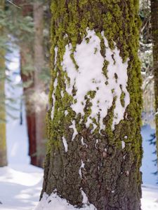 Preview wallpaper tree, bark, moss, snow