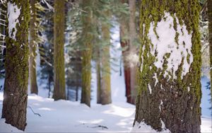 Preview wallpaper tree, bark, moss, snow