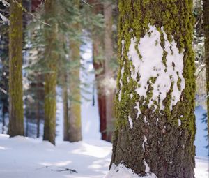 Preview wallpaper tree, bark, moss, snow