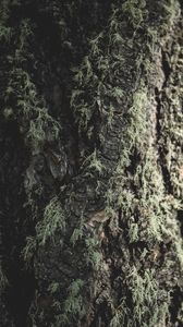Preview wallpaper tree, bark, moss, macro, closeup