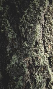 Preview wallpaper tree, bark, moss, macro, closeup