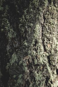 Preview wallpaper tree, bark, moss, macro, closeup