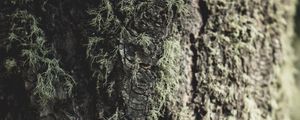 Preview wallpaper tree, bark, moss, macro, closeup