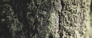 Preview wallpaper tree, bark, moss, macro, closeup