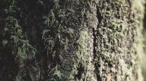 Preview wallpaper tree, bark, moss, macro, closeup