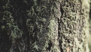 Preview wallpaper tree, bark, moss, macro, closeup