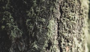 Preview wallpaper tree, bark, moss, macro, closeup