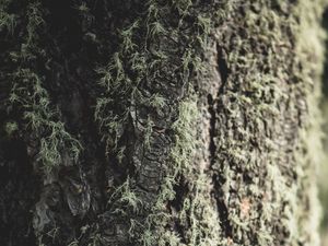 Preview wallpaper tree, bark, moss, macro, closeup