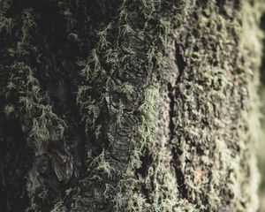 Preview wallpaper tree, bark, moss, macro, closeup