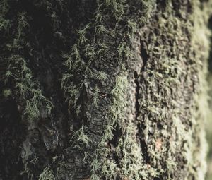 Preview wallpaper tree, bark, moss, macro, closeup