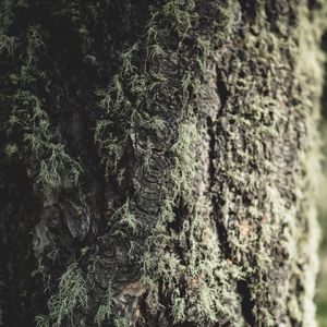 Preview wallpaper tree, bark, moss, macro, closeup