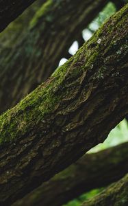 Preview wallpaper tree, bark, moss, focus