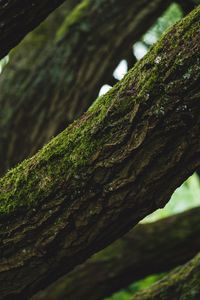 Preview wallpaper tree, bark, moss, focus