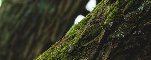 Preview wallpaper tree, bark, moss, focus