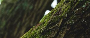 Preview wallpaper tree, bark, moss, focus
