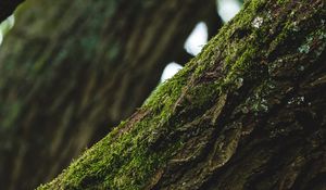 Preview wallpaper tree, bark, moss, focus