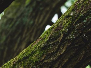 Preview wallpaper tree, bark, moss, focus